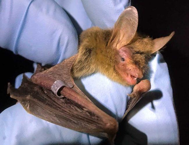 Bat Research – Tagged Bat Net – Avinet Research Supplies